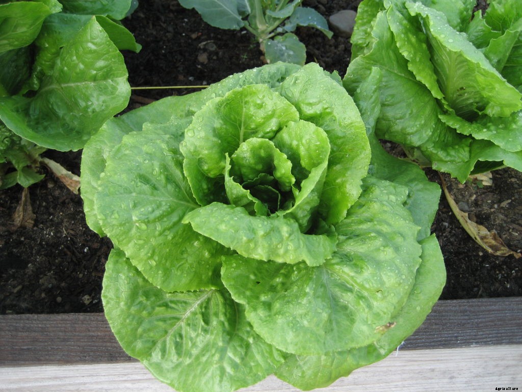 How to plant a fall vegetable garden