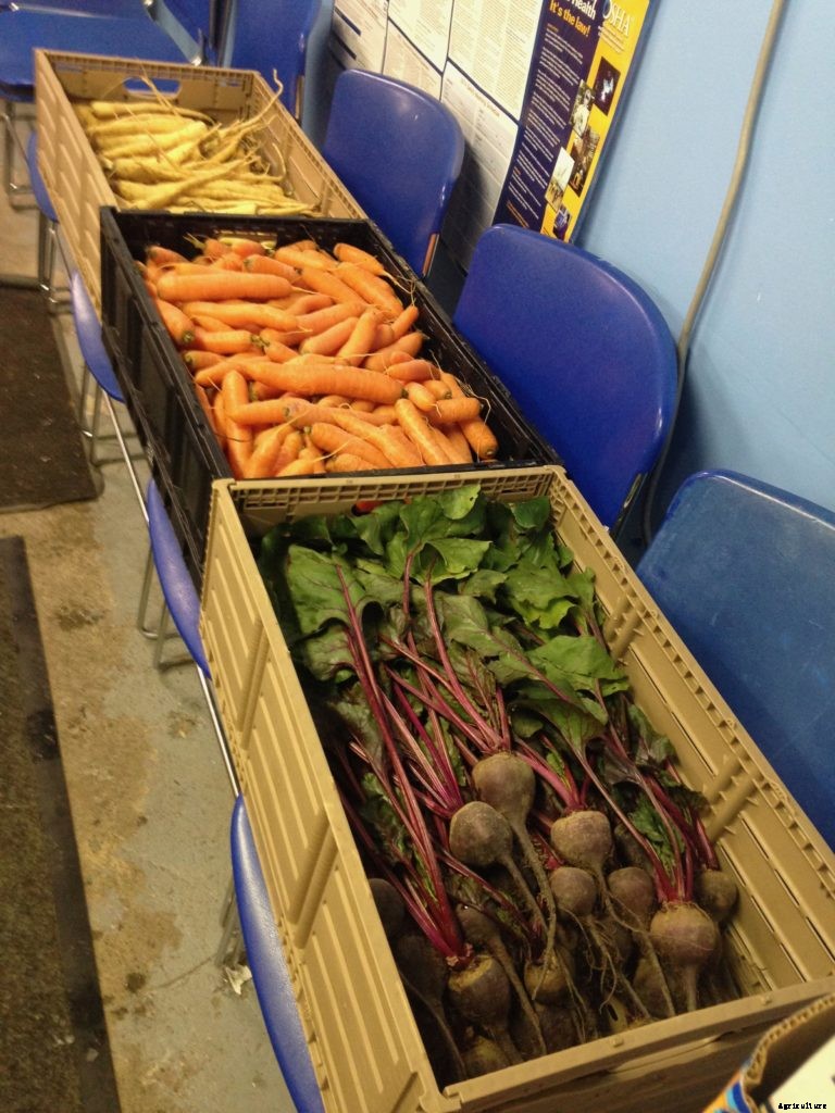 How to plant a fall vegetable garden