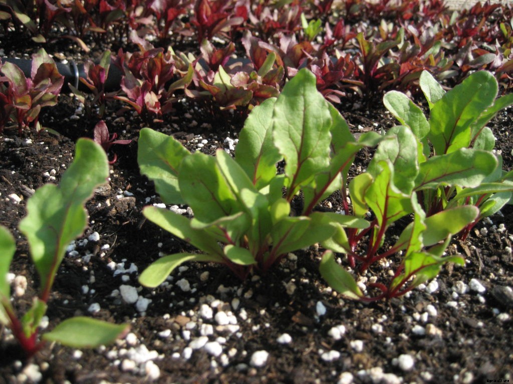 How to plant a fall vegetable garden