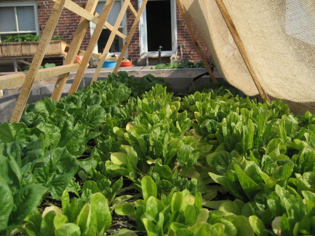 How to plant a fall vegetable garden