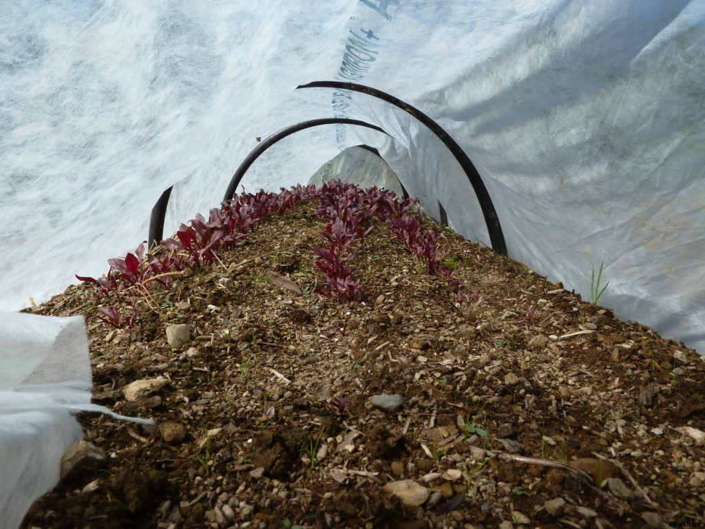 How to plant a fall vegetable garden