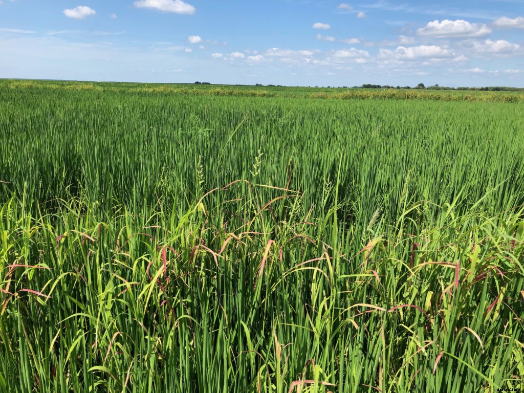 How to start a rice farm