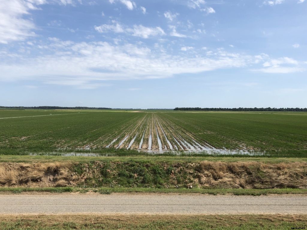 How to start a rice farm