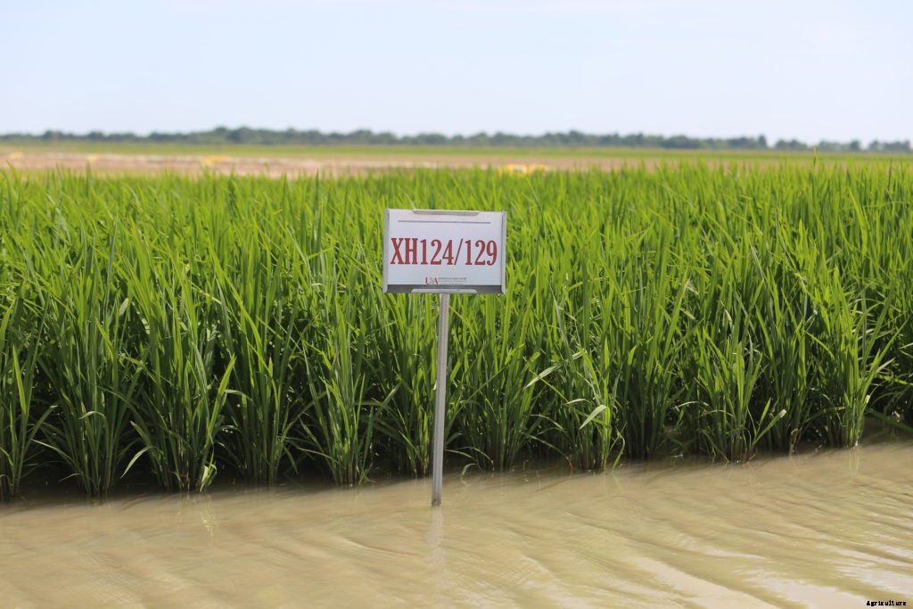 How to start a rice farm