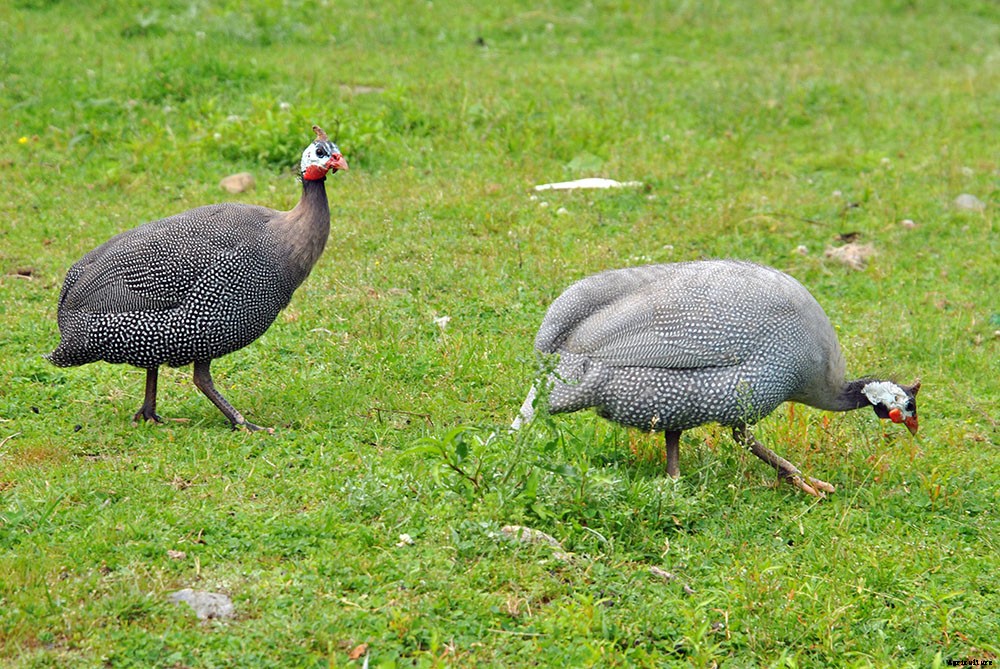 A look inside hobby farm life