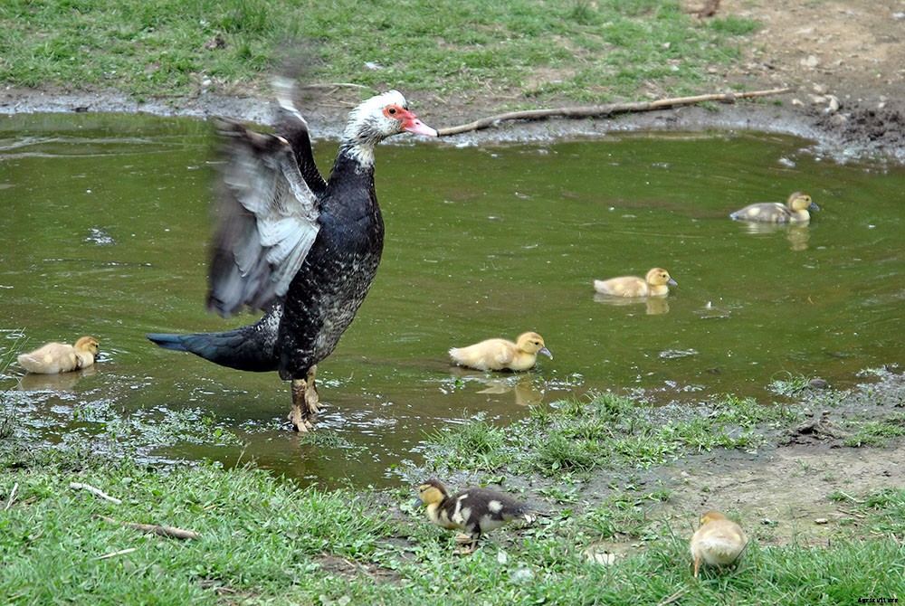 A look inside hobby farm life