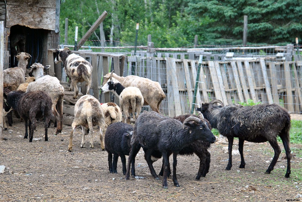 A look inside hobby farm life