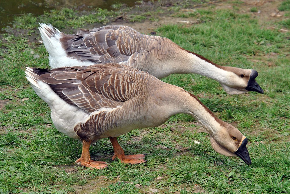 A look inside hobby farm life