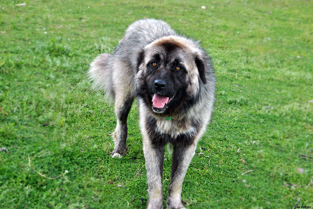 A look inside hobby farm life