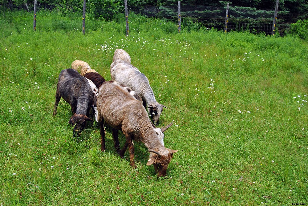 A look inside hobby farm life