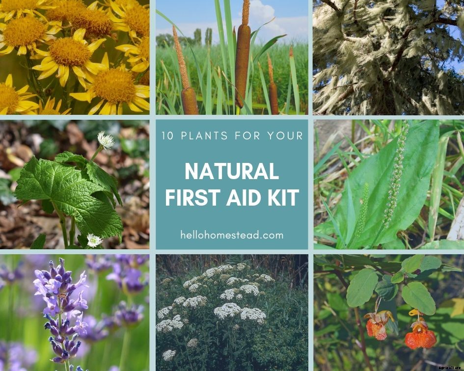10 medicinal plants for your natural first aid kit