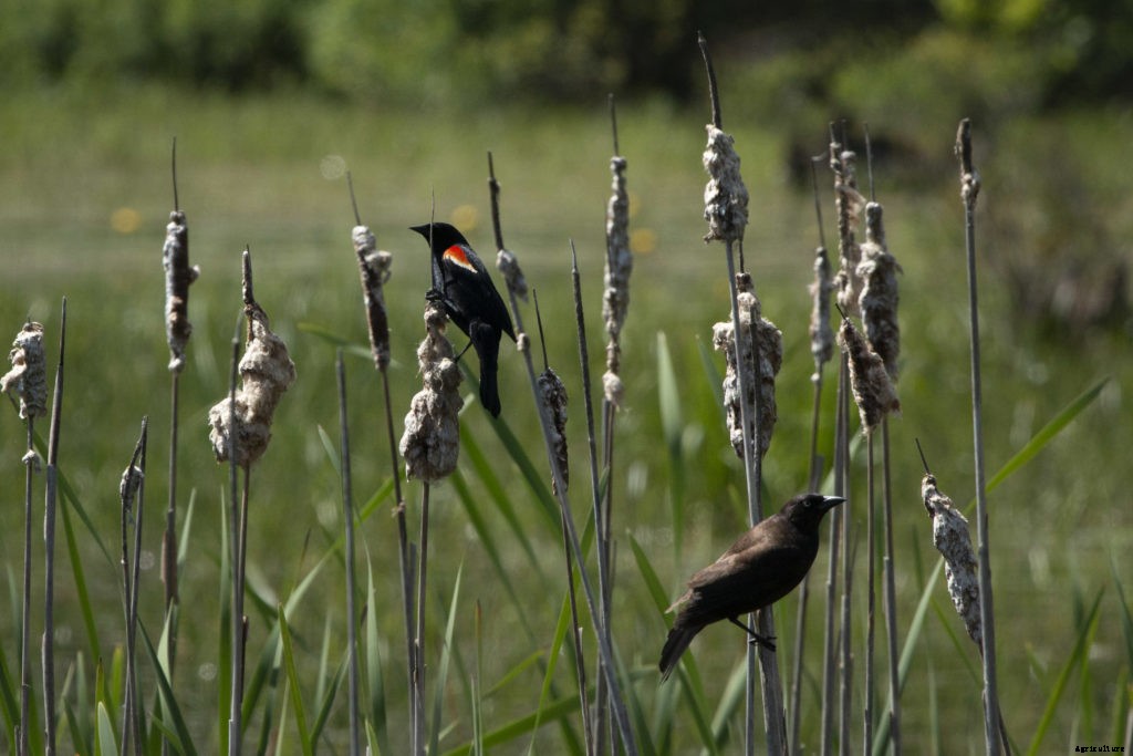 10 medicinal plants for your natural first aid kit