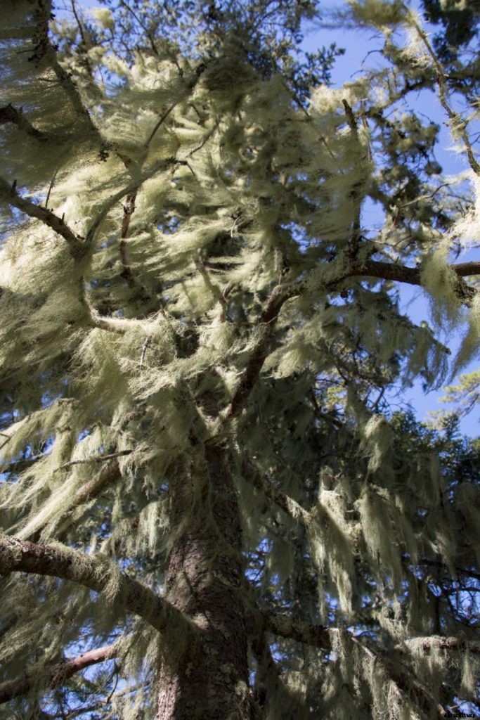 10 medicinal plants for your natural first aid kit