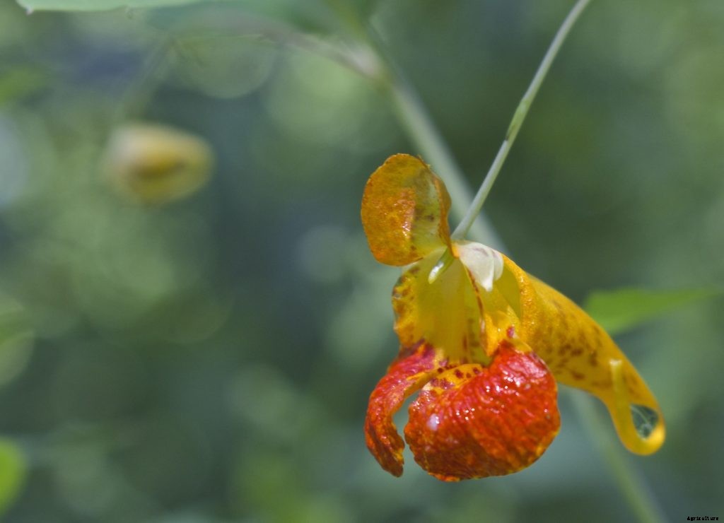 10 medicinal plants for your natural first aid kit