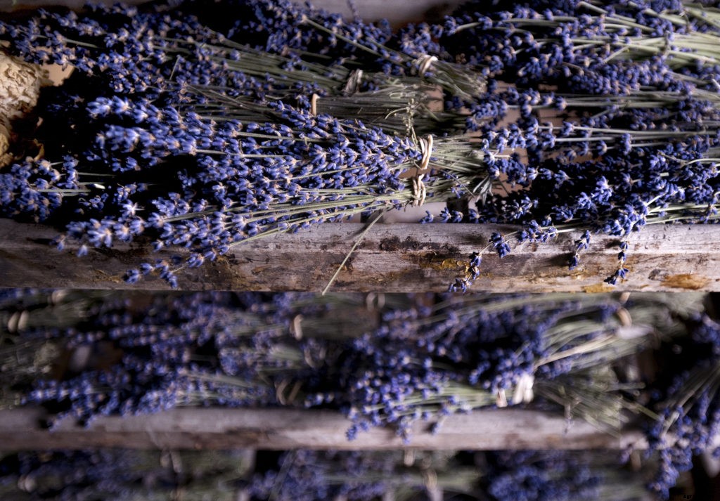 10 medicinal plants for your natural first aid kit