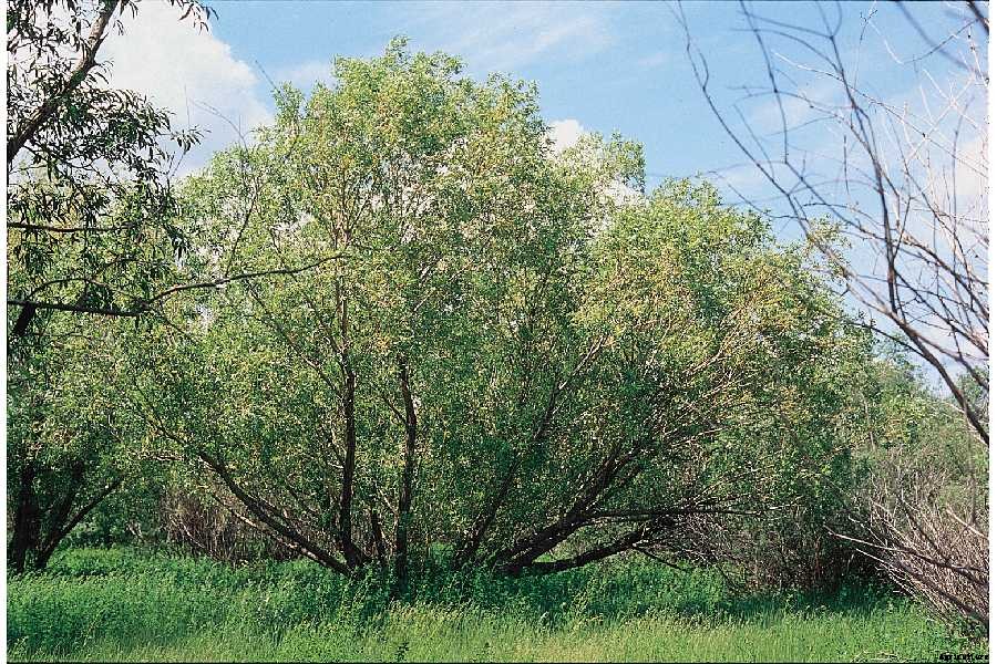 10 medicinal plants for your natural first aid kit