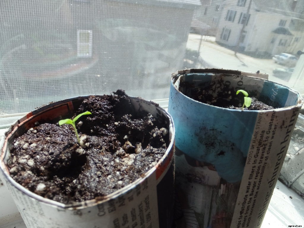 9 lessons from my first time growing seedlings