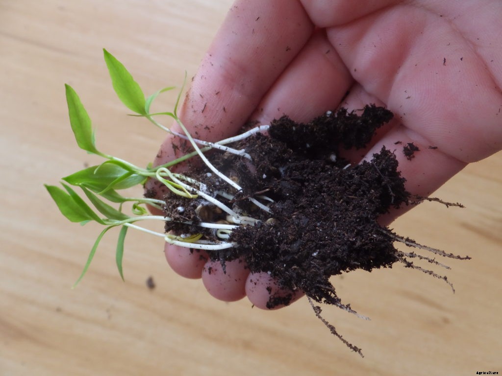 9 lessons from my first time growing seedlings