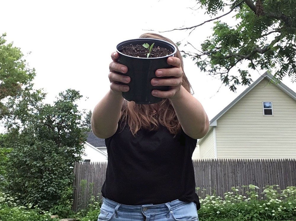 9 lessons from my first time growing seedlings