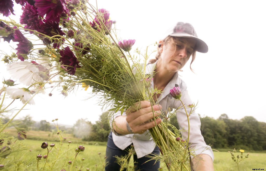 As local cut flower industry grows, research shows what challenges growers will face