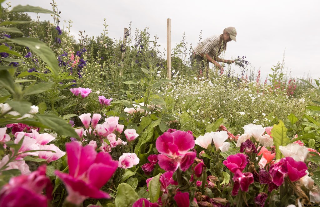 As local cut flower industry grows, research shows what challenges growers will face