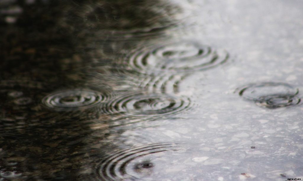 Will the Midwest rain impact homesteaders?