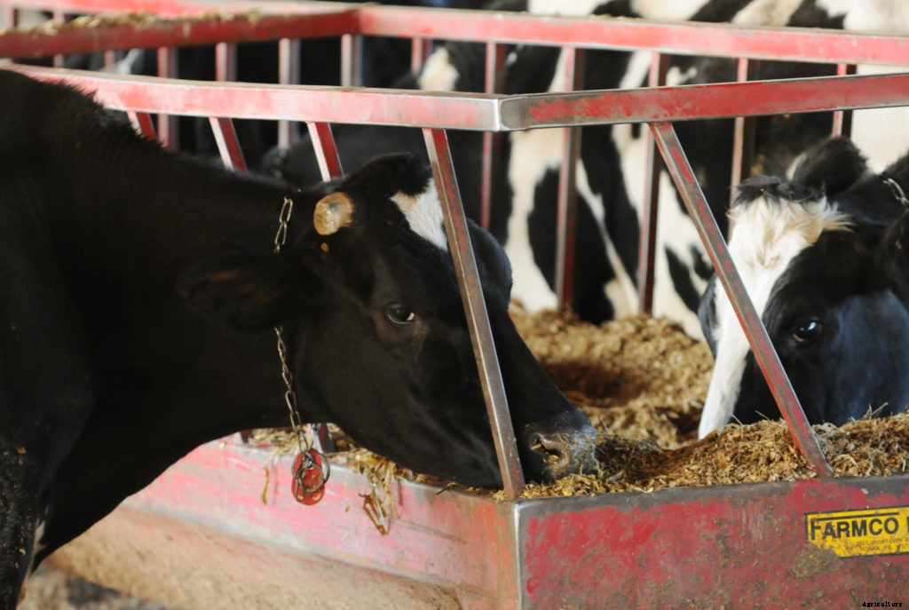 Will the Midwest rain impact homesteaders?