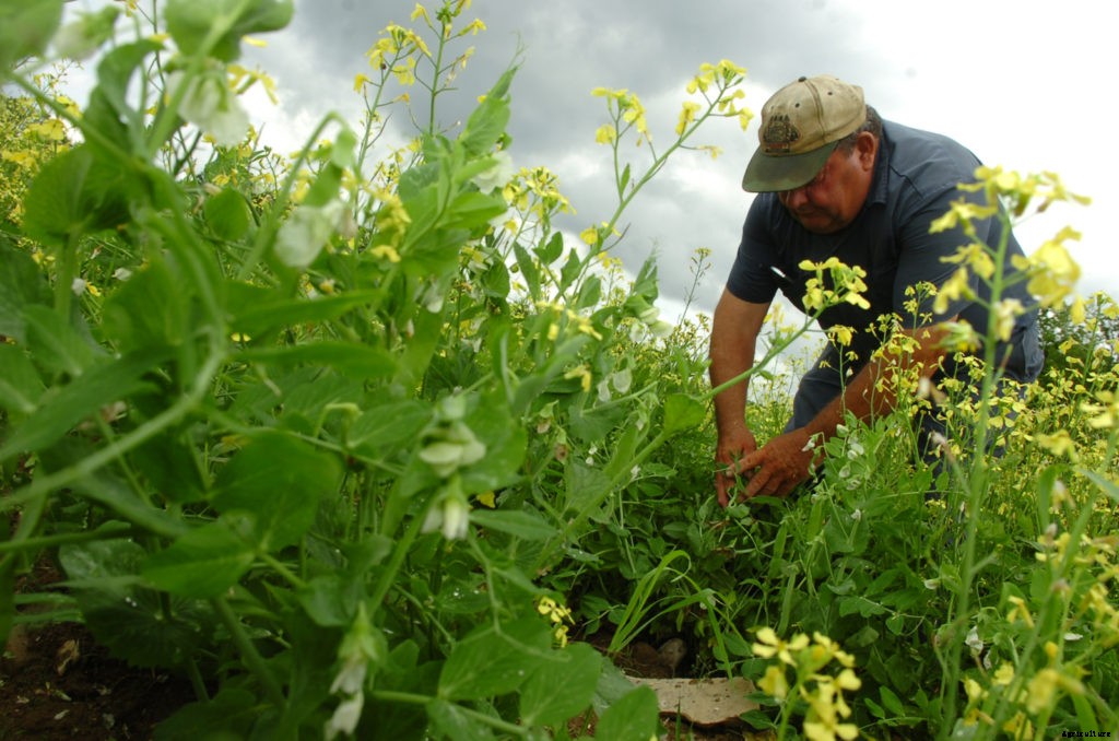 Will the Midwest rain impact homesteaders?