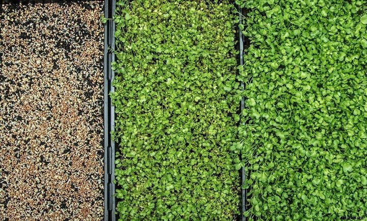 Growing microgreens for beginners