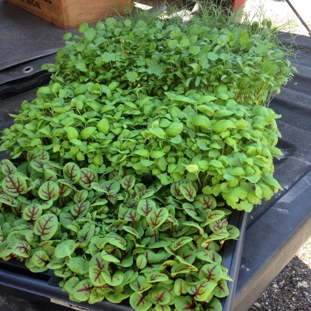 Growing microgreens for beginners