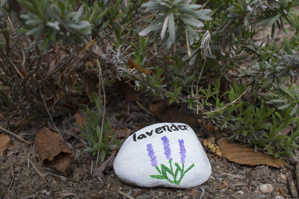 DIY plant markers for your garden