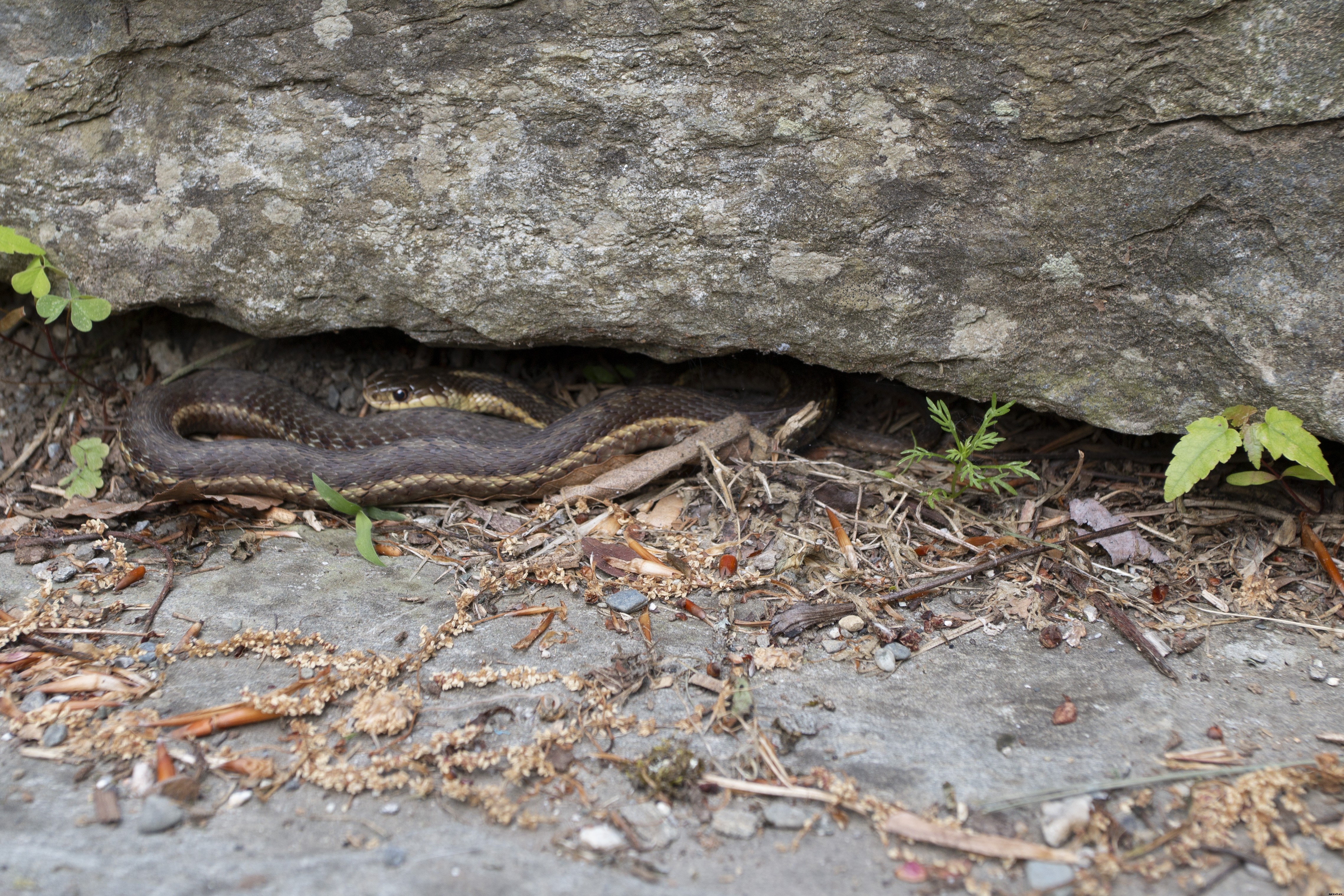 Why garter snakes and other garden snakes are a good sign