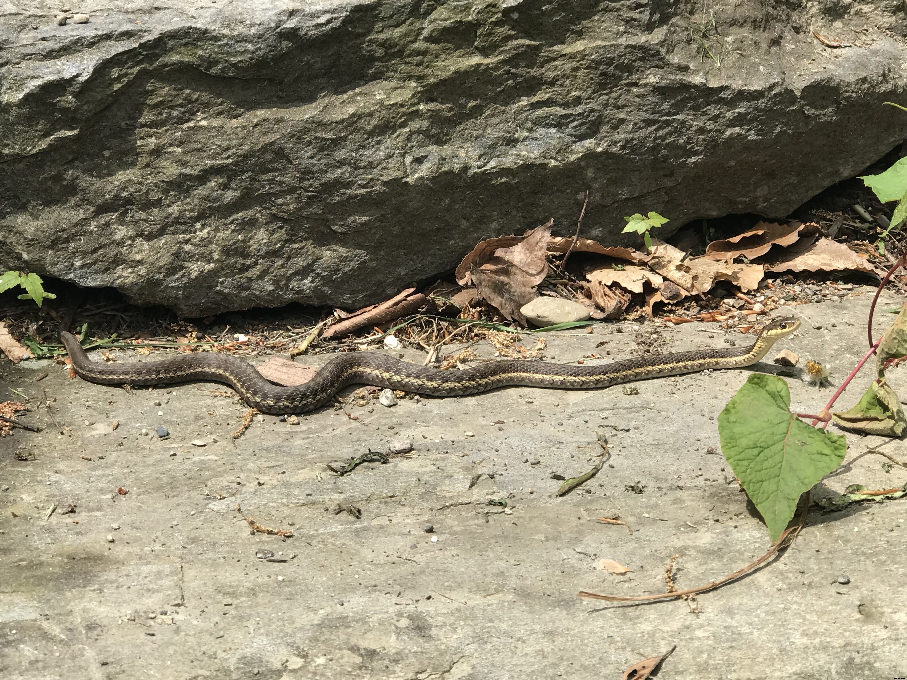 Why garter snakes and other garden snakes are a good sign