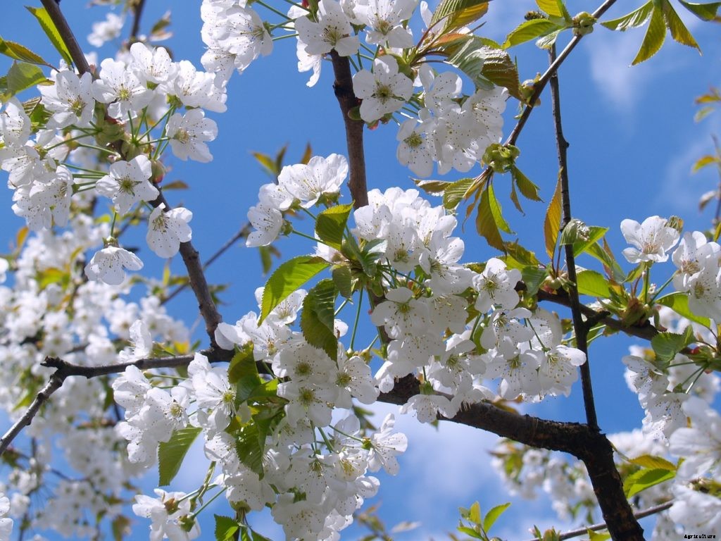 How to grow and care for cherry trees