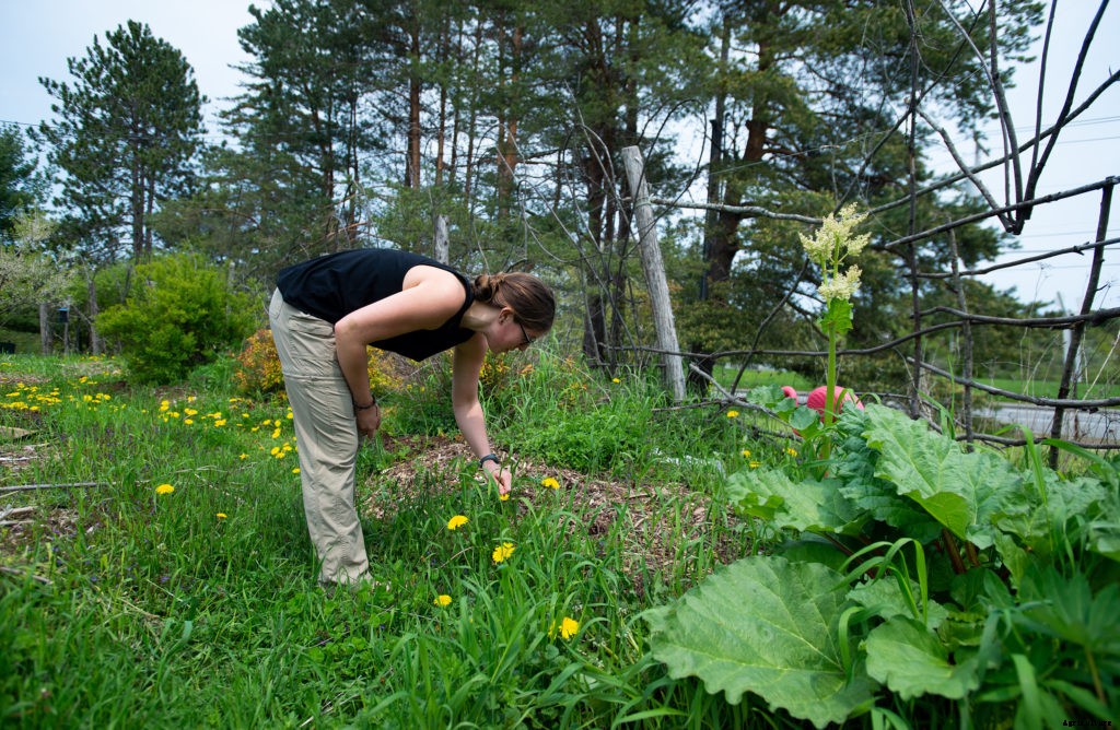 What is permaculture?