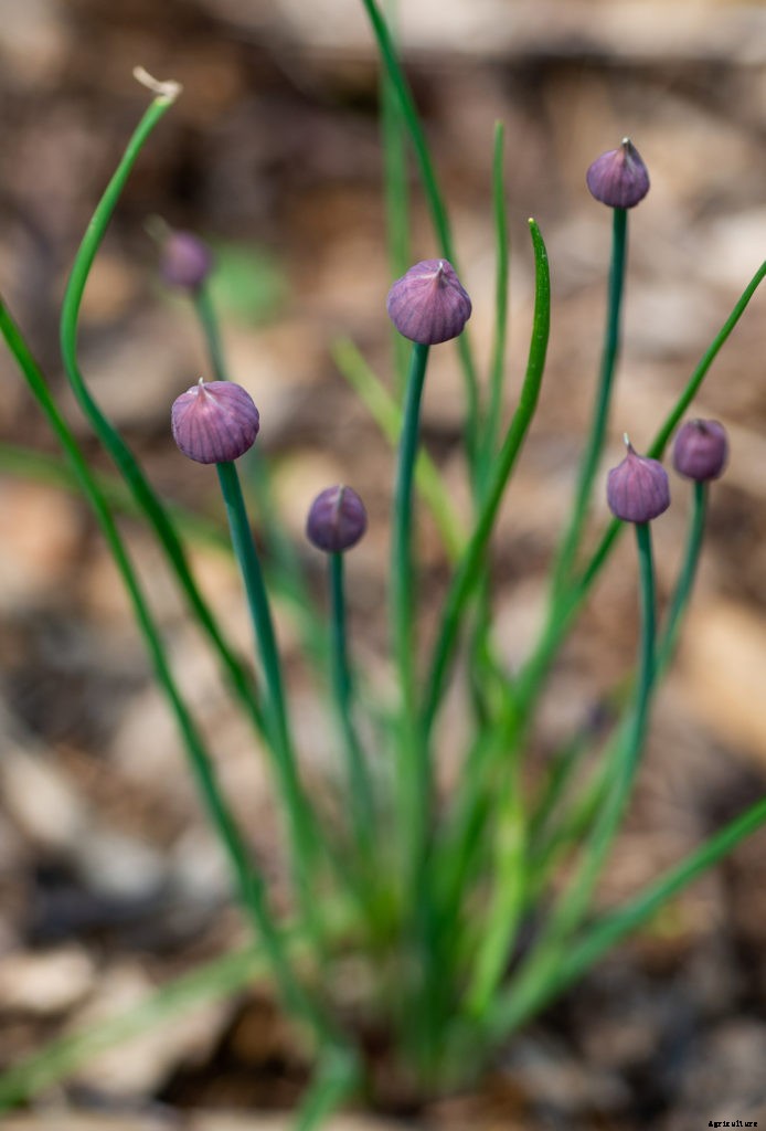 What is permaculture?