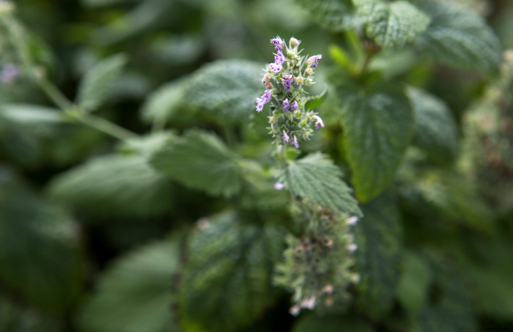 Dandelions, mint, other edible plants that spread and take over
