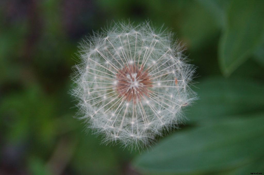 Dandelions, mint, other edible plants that spread and take over