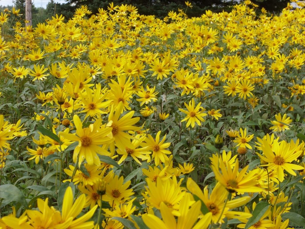 Dandelions, mint, other edible plants that spread and take over