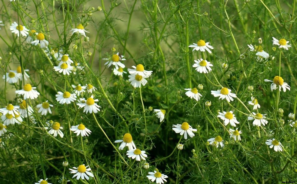 Dandelions, mint, other edible plants that spread and take over