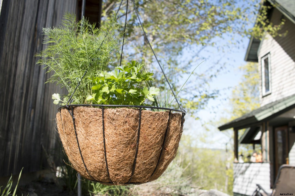 A beginner’s guide to container gardening