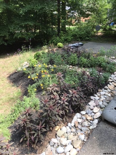 Replace that soggy section of lawn with a rain garden
