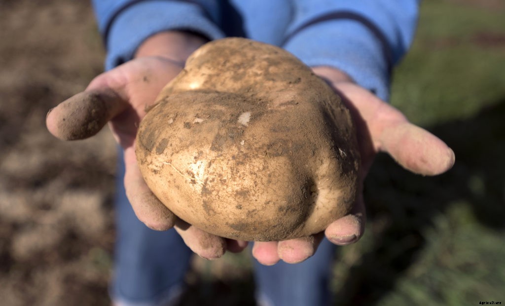 How to plant potatoes