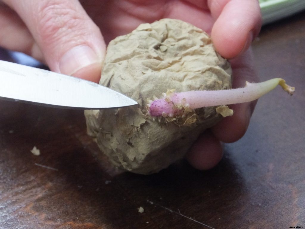 How to plant potatoes