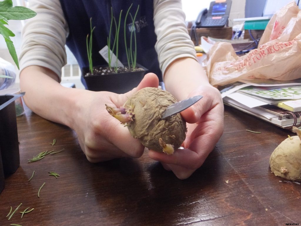 How to plant potatoes