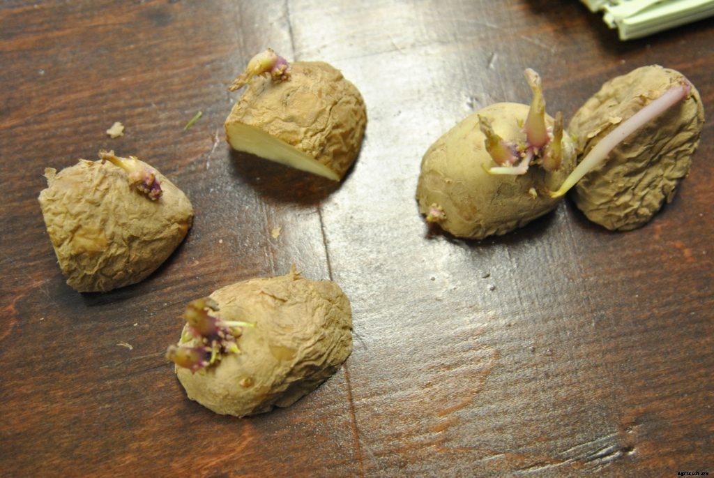 How to plant potatoes