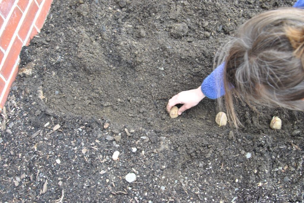 How to plant potatoes