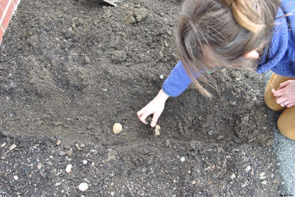 How to plant potatoes