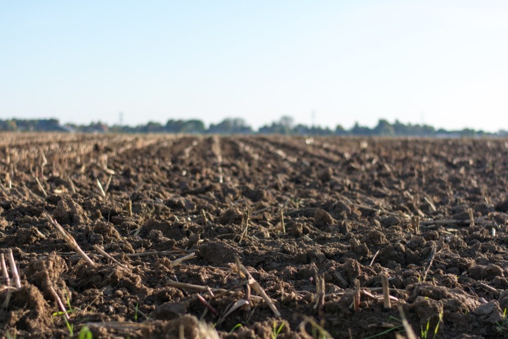 Why you should get a soil test (and what to do with it when you do)