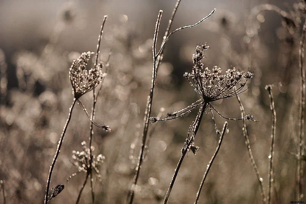 How to protect your plants from an unexpected spring frost